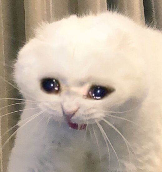 Pov: No entiendes matemáticas.
                 - Gato llorón.