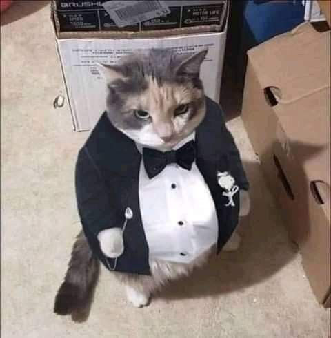 Gato gordito emprendedor.