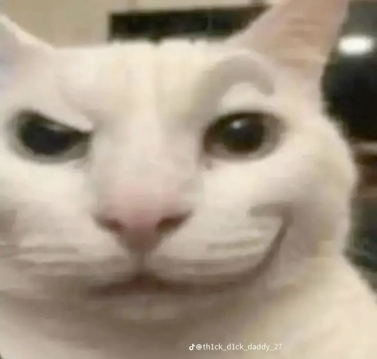 Gato chingón.